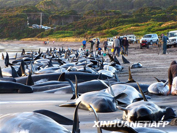 Casi 200 ballenas varadas en Australia