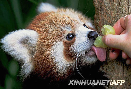 Pemba, cahorro de panda rojo nacido en Australia