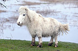 Poney con patas extraordinariamente cortas en Gran Bretaña