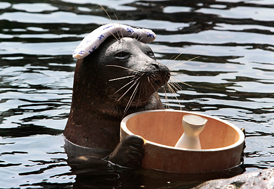 Foca se disfruta de baños termales en acuario de Japón