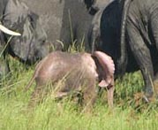 Un fotógrafo saca fotos de un pequeño elefante africano de color rosa