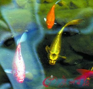 Carpa brocada con la cabeza parecida a la de tigre