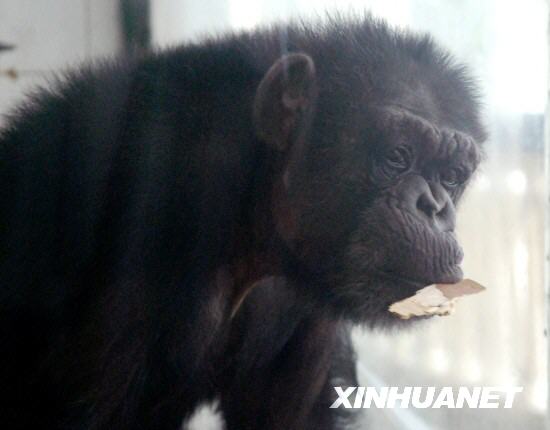 Exitosa inseminación artificial en chimpacé en un Zoo de China