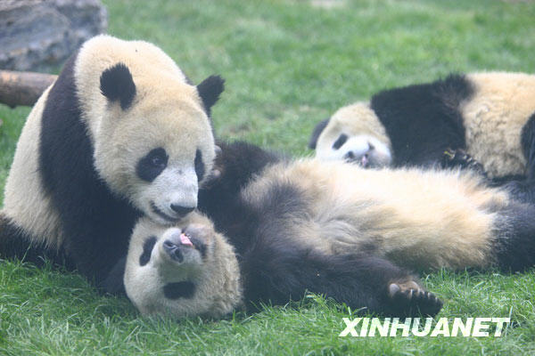 Nuevos pandas gigantes divierten a visitantes en el Zoo de Beijing