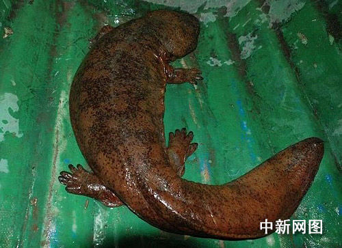 Salamandra gigantesca de 110 centímetros encontrada en China