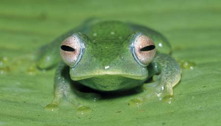 Nuevas especies de ranas