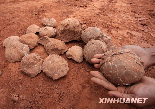 Huevos fosilizados de dinosaurios descubiertos en Jiangxi de China