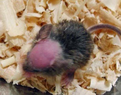 Investigadores japoneses han encontrado causas de la alopecia por medio de experimentos en ratones