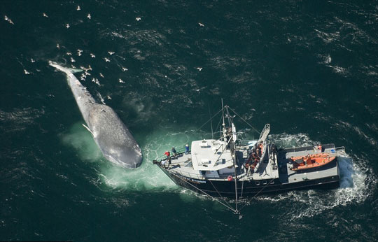 Encuentran ballena azul muerta en costa de California