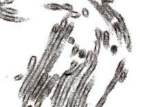 Científicos japoneses logran fotografiar “verdadero rostro” de virus de gripe AH1N1