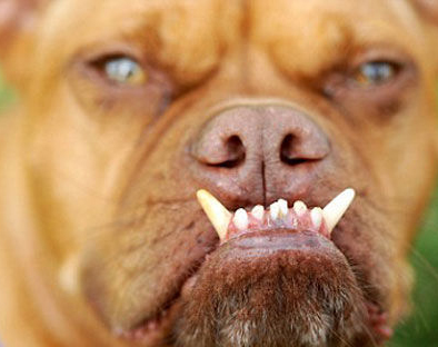 Elegido “el perro más feo del mundo”