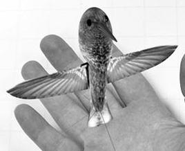 EEUU desarrolla supermicro avión no tripulado de 10 gramos, similar a colibrí