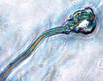 Científicos ingleses han creado por primera vez el espermatozoide artificial del ser humano