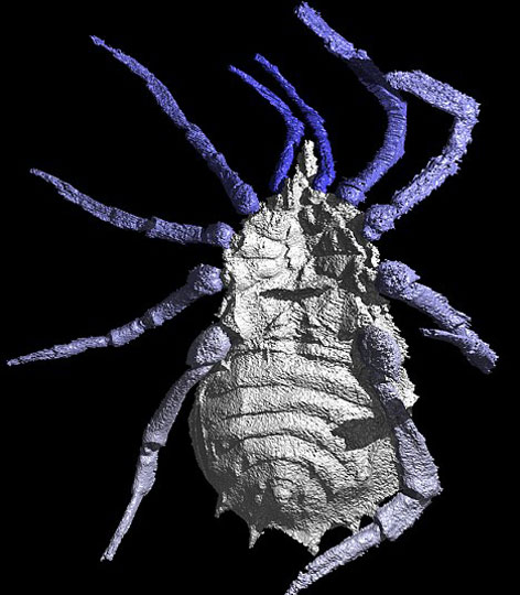 Increíbles imágenes de araña prehistórica, de hace 300 millones de años, “reconstruida” por científicos con la técnica de tomografía computarizada