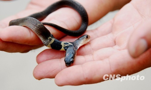 Cobra con dos cabezas descubierta en China