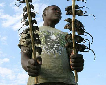 LA COMIDA DE AFRICA la comida de africa: