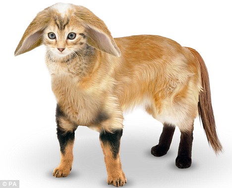 Científicos ingleses diseñan “animal favorito perrfecto”: con cara de gato, orejas de conejo y cuerpo de perro