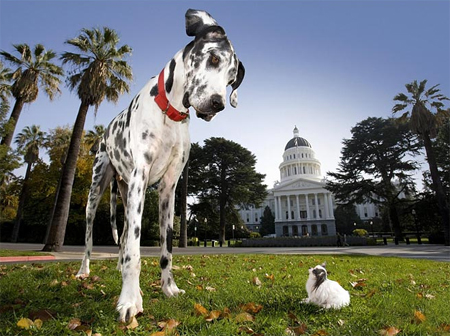 Canceroso “perro más alto del mundo” es objeto de eutanasia por no haber correspondido al tratamiento médico