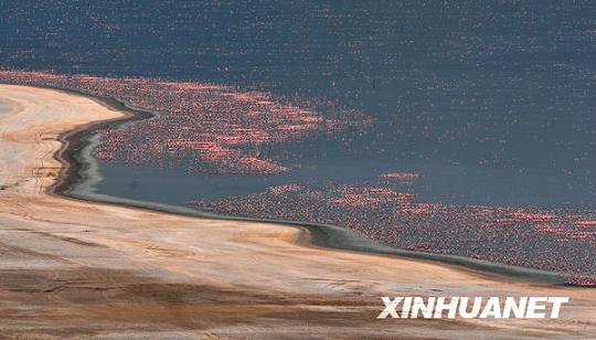 Reaparece raro espectáculo de orilla de color rosa del Lago Nakuru en Kenia
