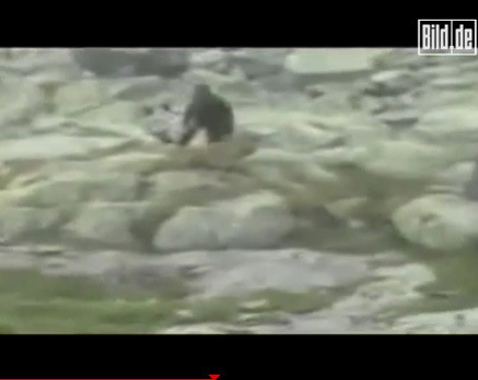 Turista logra fotografiar hombre-mono polaco muy similar a BigFoot norteamericano
