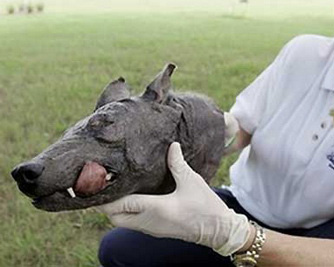 Descúbrese cadáver de “vampiro raro” en EEUU