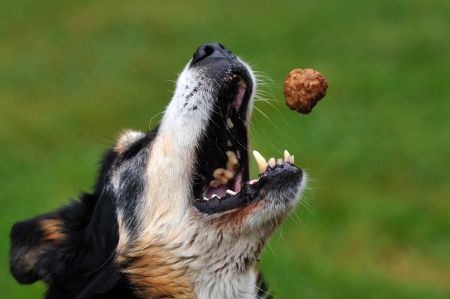 Una alemana asegura tener el perro más viejo del mundo