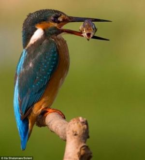 Un pez aterrorizado boquea por última vez mientras un martín pescador se lo zampa de cena