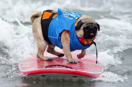 Los chuchos surfean por amor