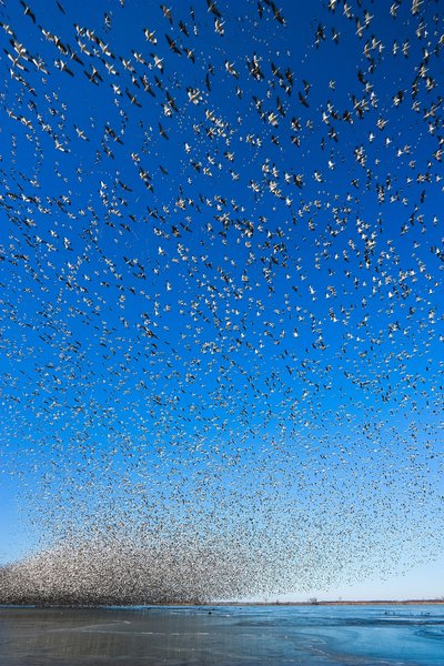 Migración de un millón de ocas de la nueve