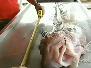 Descúbrese en Brasil raro pez de color rosado, con cabeza de tiburón y cuerpo de anguila de mar y sin escamas ni dientes