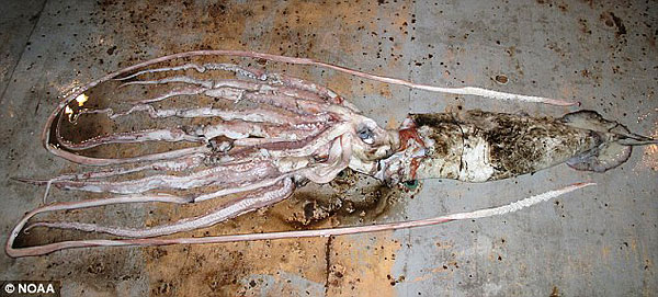 Descubren calamar gigante de unos 47 kilogramos y seis metros de largo en golfo México