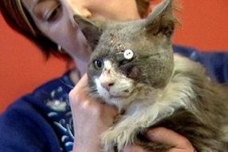El gato Smokey regresa a casa con 13 disparos en la cabeza