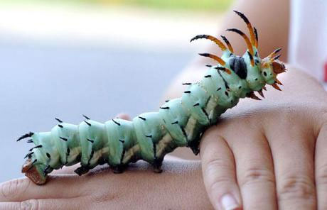 Animales Animales