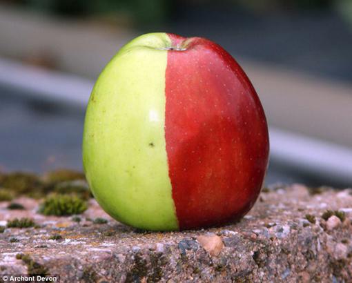 Anciano inglés logra cultivar manzana mitad roja mitad verde; tasa de incidencia es millonésimoa