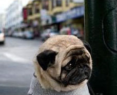 EEUU: Pug de cara llena de arrugas llega a ser “el perro más melancólico del mundo”