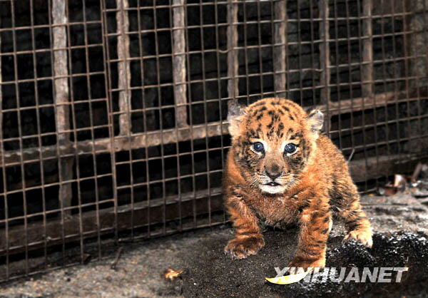 Cachorros hibridos tigre-león nacieron en zoo de Hainan de China