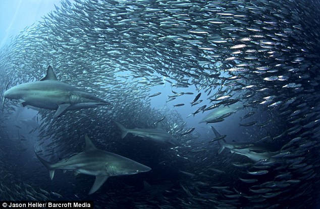 Escena raramente vista en que tiburones atacan banco de sardinas