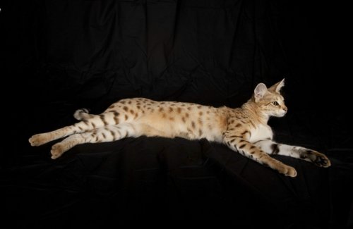 EEUU: Gato de 43 centímetros de alto llega a ser el gato más alto del mundo