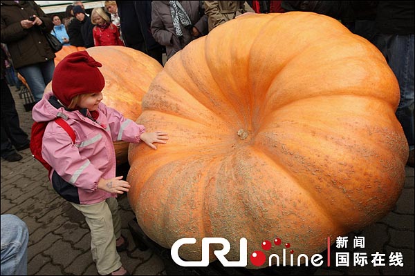 Calabaza gigantesca de 393 kilogramos se exhibe en un concurso en Alemania