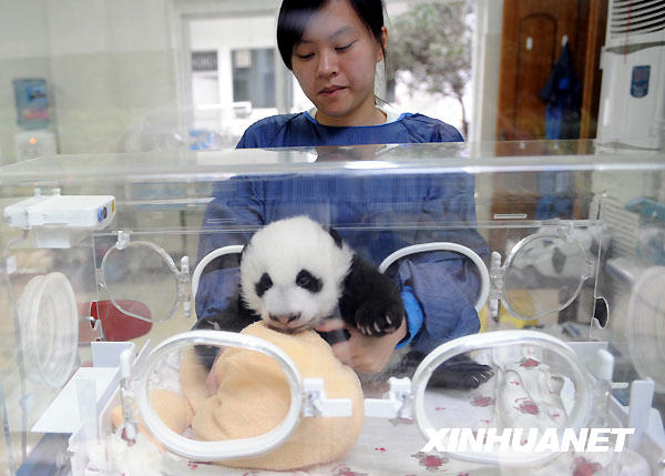 18 cachorros de panda nacidos en 15 partos en 2009 en China