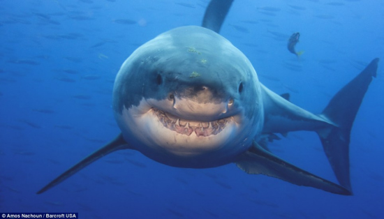 Tiburón blanco posando con sonrisas ante la cámara fotográfica