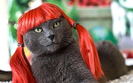 Pelucas para gatos mimados