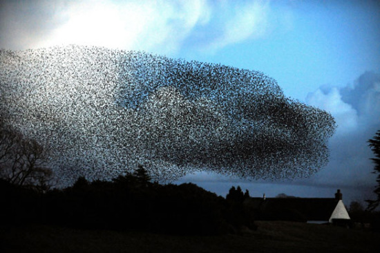 Décenas de miles de pájaros estorninos vuelven a Gran Bretaña para pasar el invierno, presentando un majestuoso espectáculo de cielo tapado