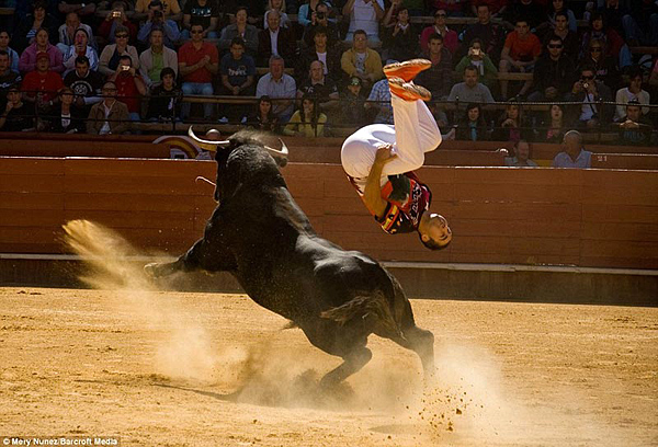 Saltando sobre el toro en espectacular corrida en Valencia, España
