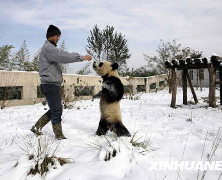 El panda gigante hace ejercicios físicos en terrenos nevados
