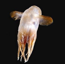 Censo de Vida Marina devela miles de extrañas especies de profundiades de oceano