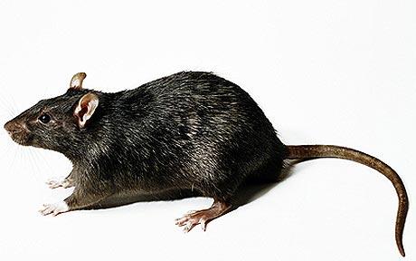 Desarrollan raton más inteligente del mundo con tecnología genética