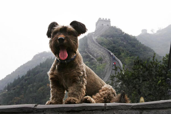 Perro mascota recorre el mundo en viaje de turismo