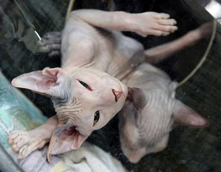 Israel organiza exposición internacional de gatos especiales