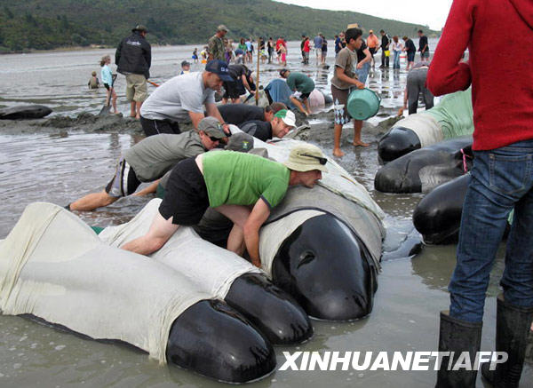 120 ballenas mueren encalladas en playa de Nueva Zelanda